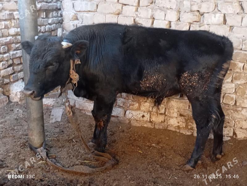 ökiz - Mary - img 2