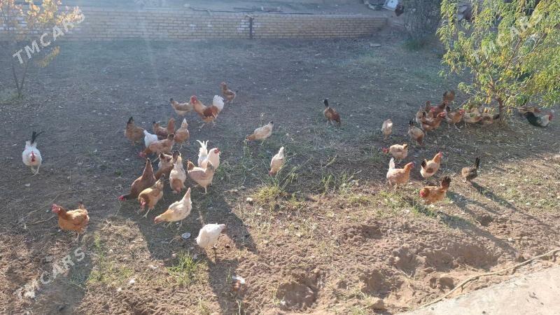 Towuk - Сакарчага - img 2