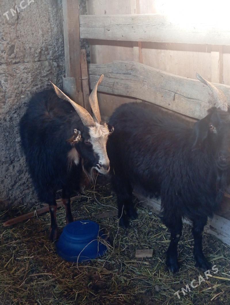 geçi - Кипджак - img 2