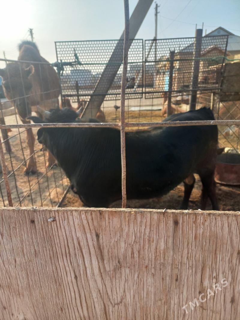 okuz - Gumdag - img 2