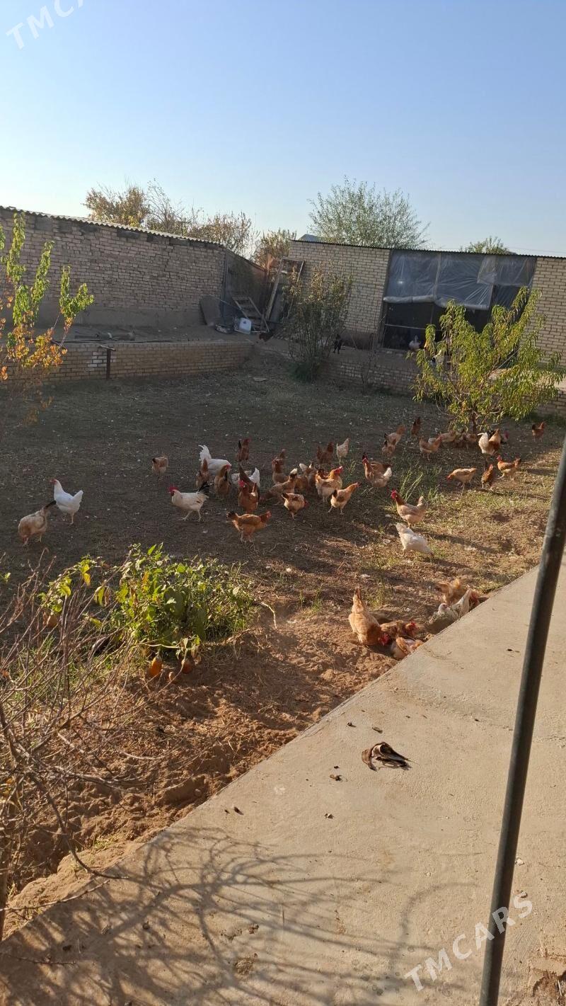 Towuk - Сакарчага - img 1