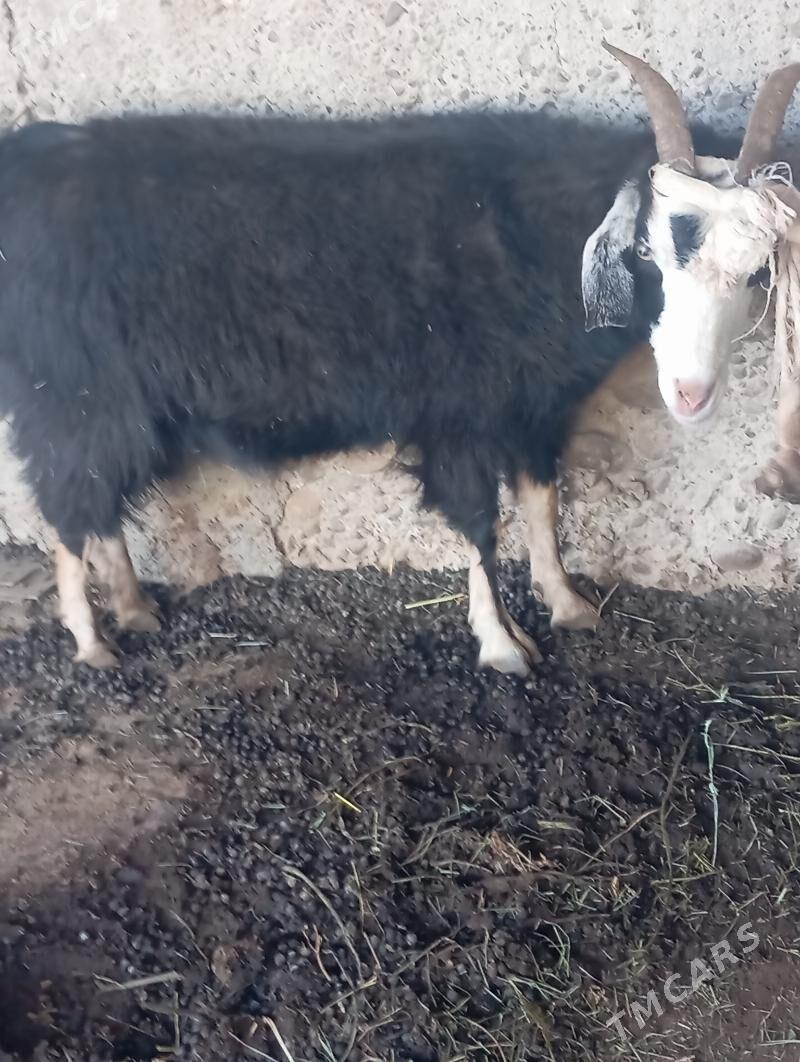 geçi - Кипджак - img 1