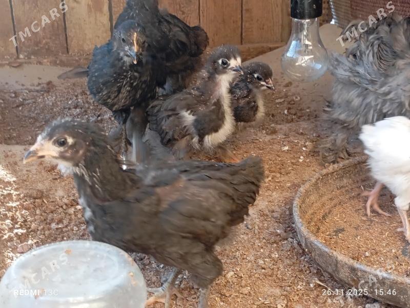 balgar jüýje - Mary - img 3