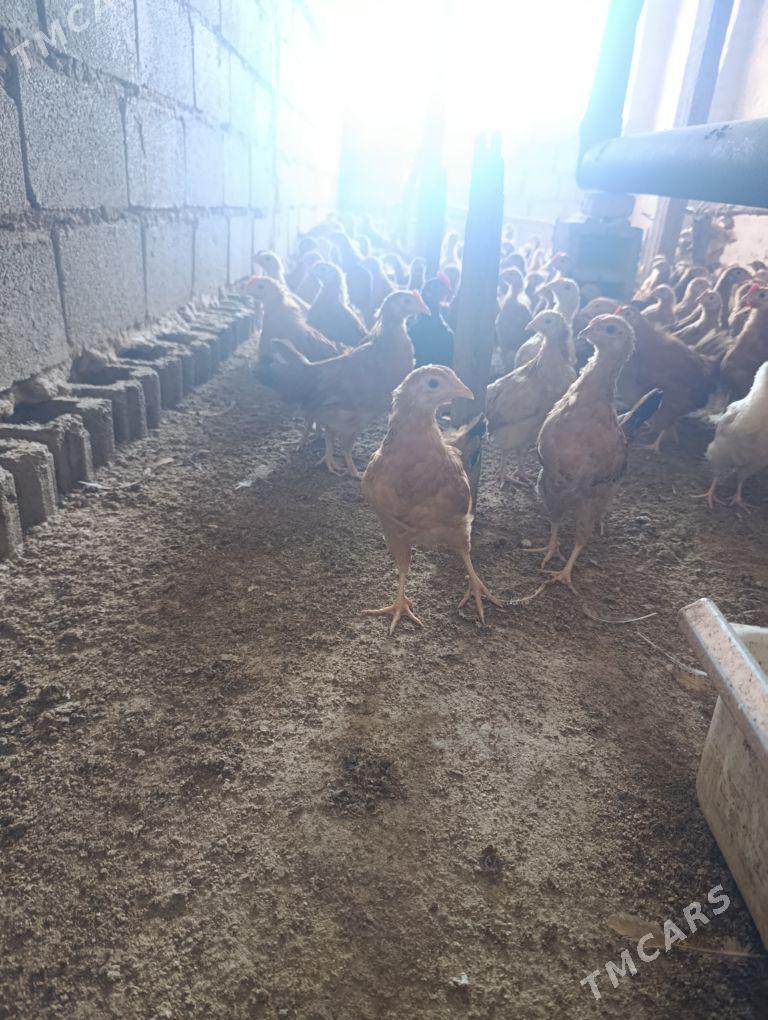 Juje - Babadaýhan - img 2