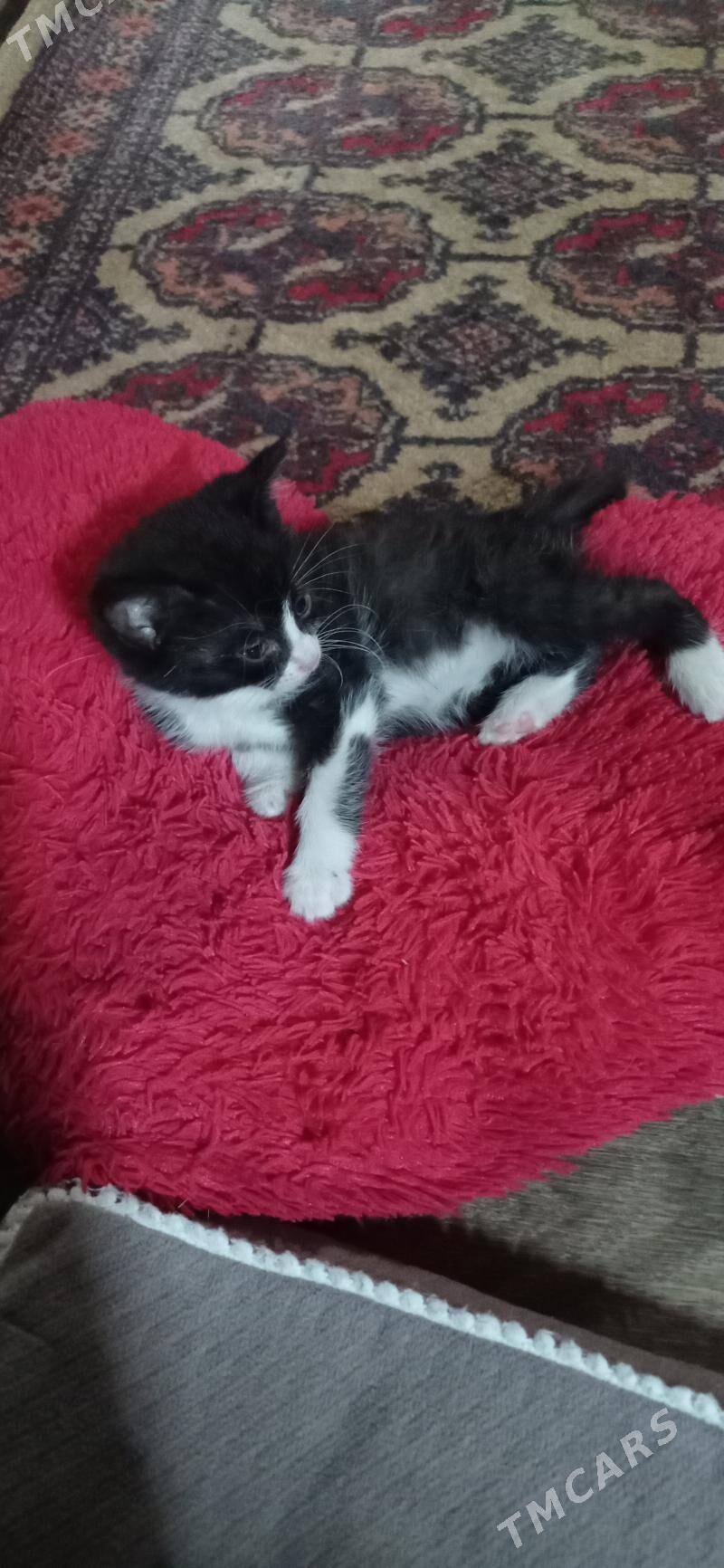 ищу хорошых хозяев - Türkmenabat - img 3