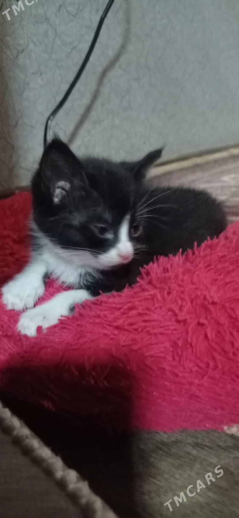 ищу хорошых хозяев - Türkmenabat - img 2