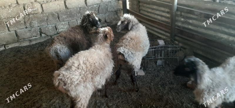 Goýun - Бузмеин - img 7