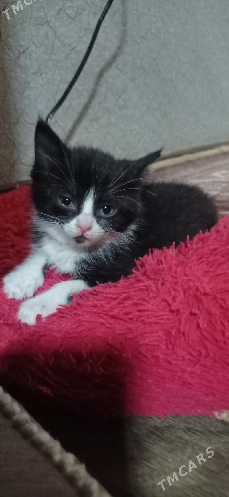 ищу хорошых хозяев - Türkmenabat - img 1