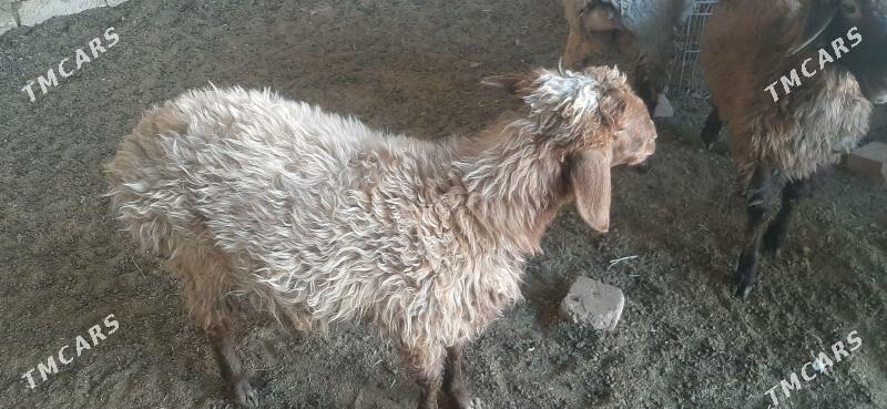 Goýun - Бузмеин - img 6