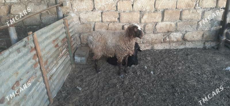 Goýun - Бузмеин - img 2