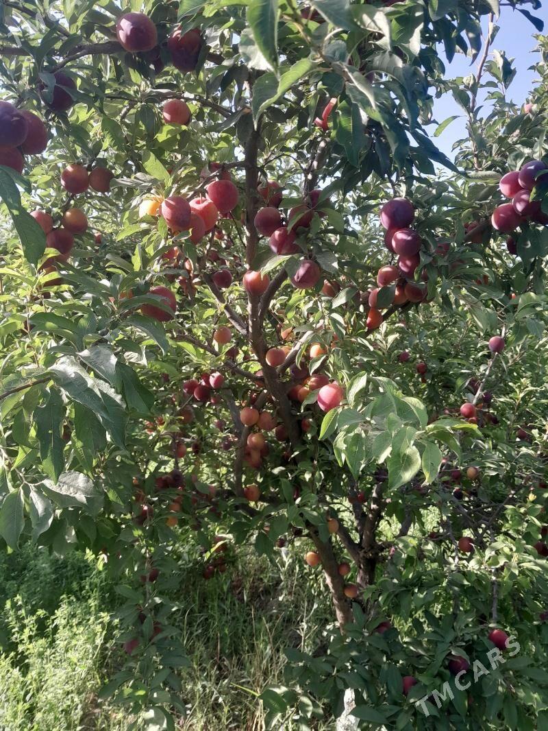 şitil nahallar - Arkadag - img 2