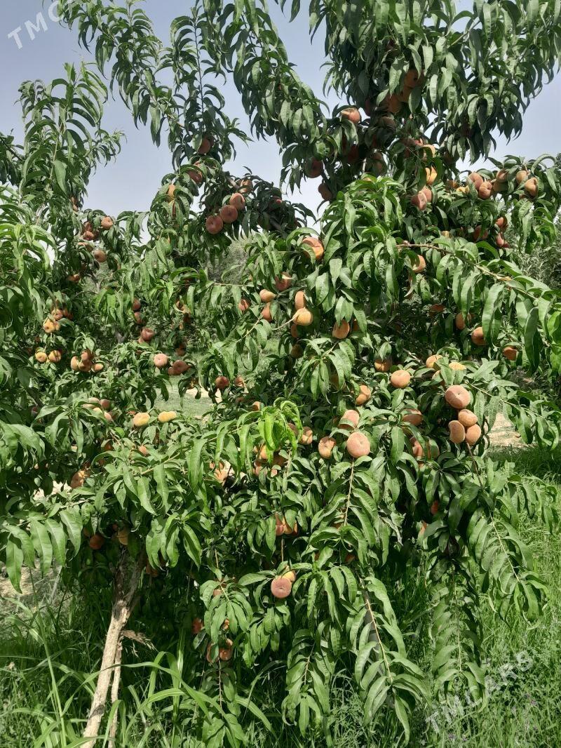 şitil nahallar - Arkadag - img 1