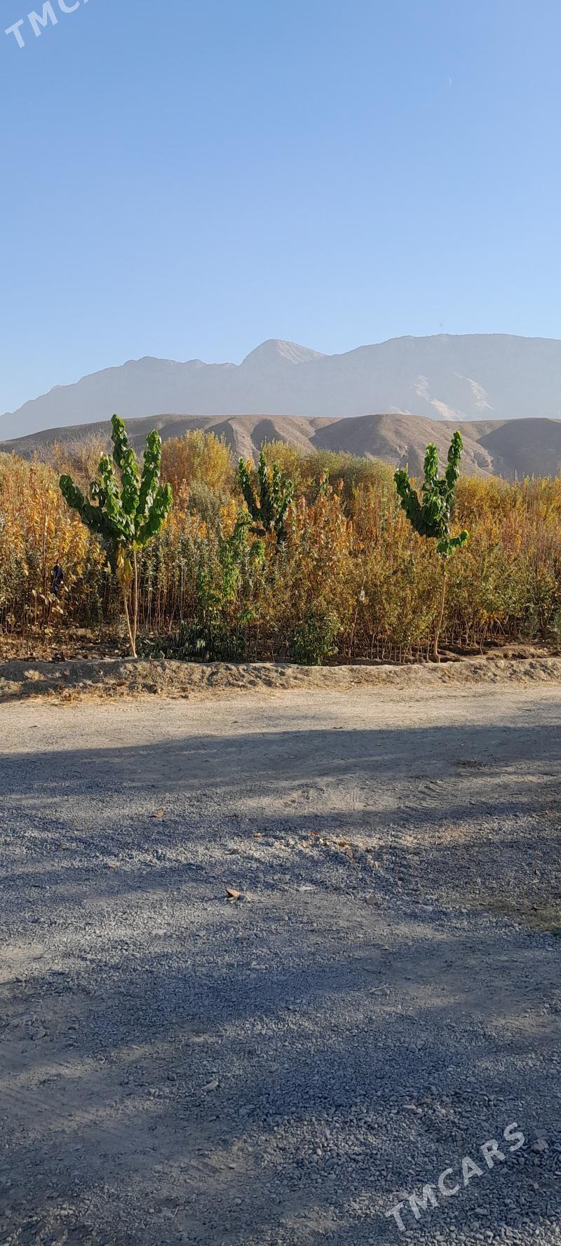 şitil nahallar - Arkadag - img 4