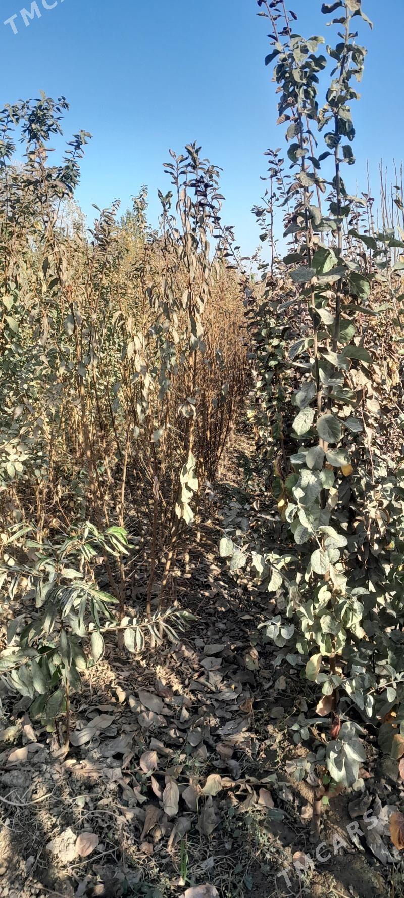 şitil nahallar - Arkadag - img 3