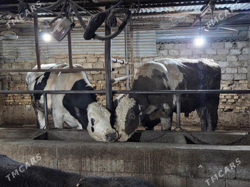 okuz - Köşi - img 10