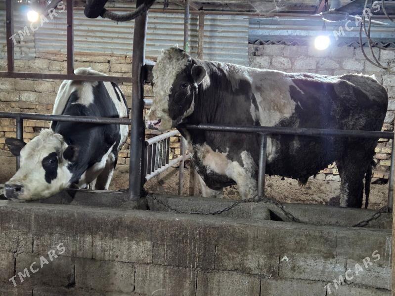 okuz - Köşi - img 3