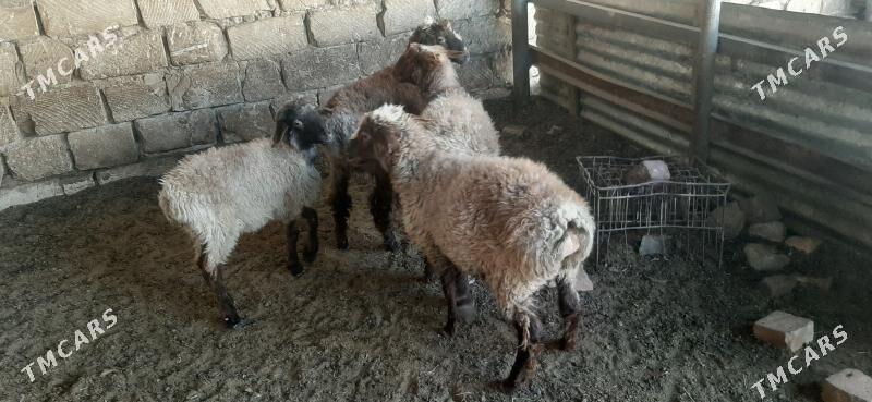 Goýun - Бузмеин - img 8