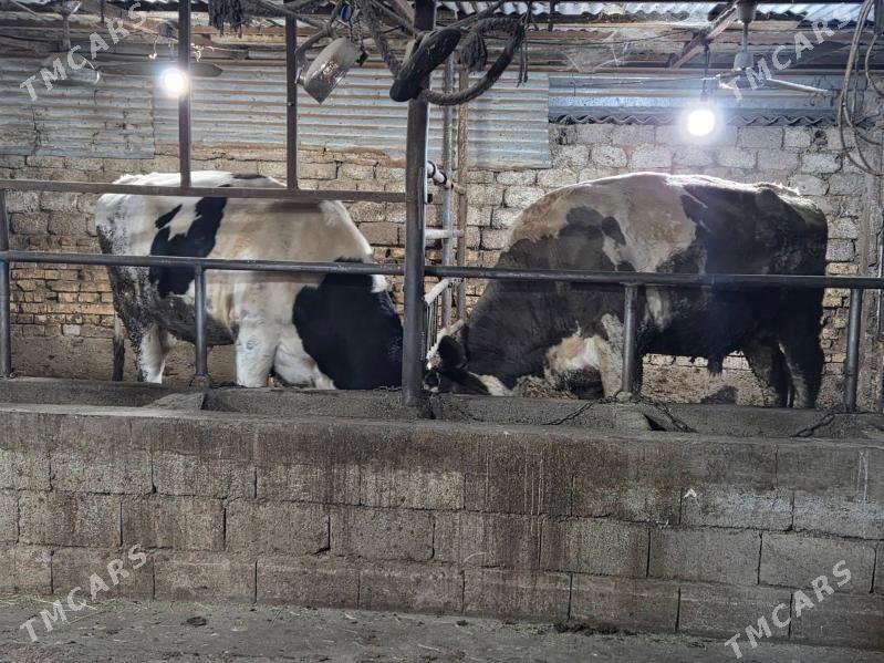 okuz - Köşi - img 6