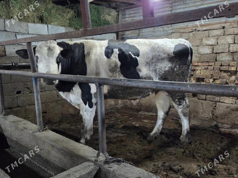 okuz - Köşi - img 8