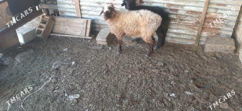 Goýun - Бузмеин - img 5