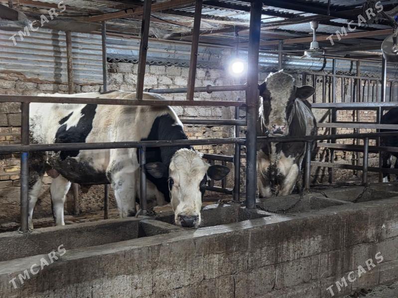 okuz - Köşi - img 5