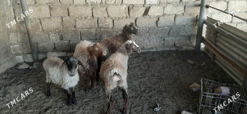 Goýun - Бузмеин - img 3