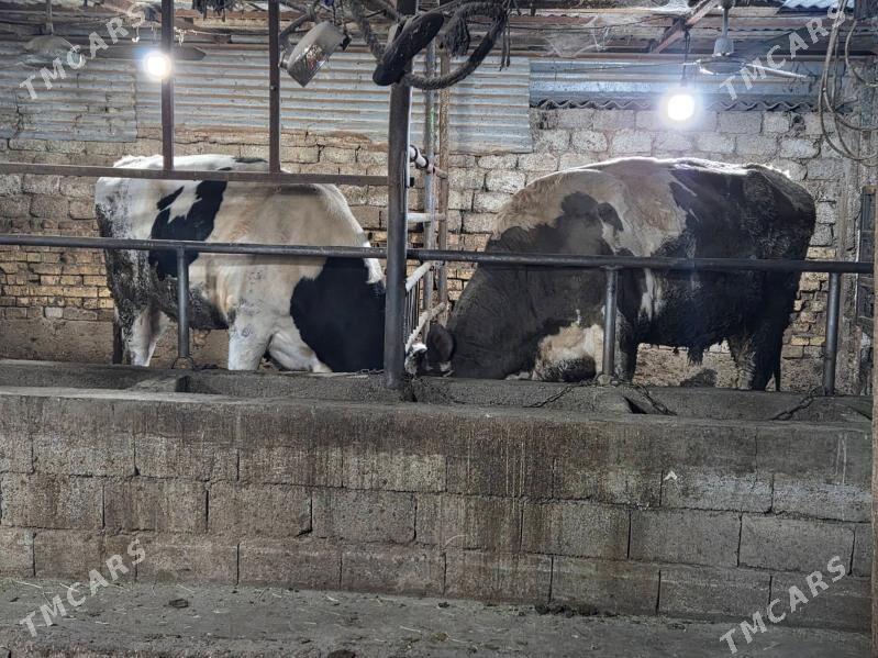 okuz - Köşi - img 7