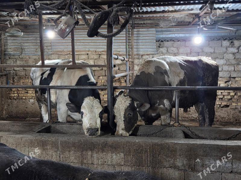 okuz - Köşi - img 9