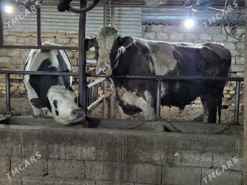 okuz - Köşi - img 2