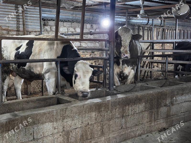 okuz - Köşi - img 4