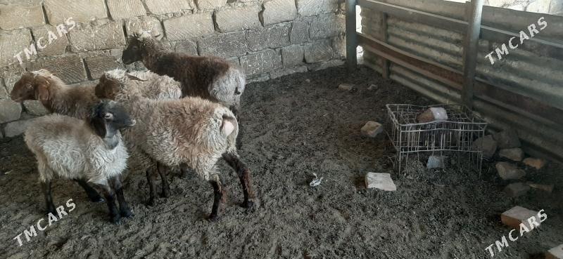 Goýun - Бузмеин - img 4