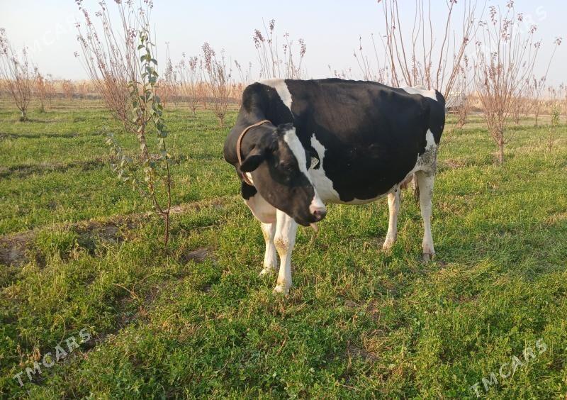 Yetik bogaz - Farap - img 2