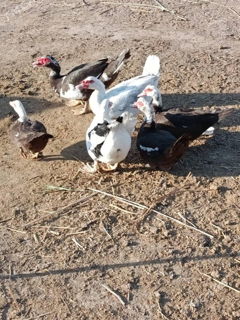 Indautga horaz - Murgap - img 3