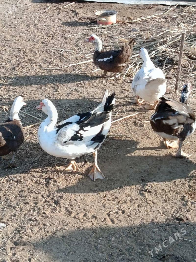 Indautga horaz - Murgap - img 4