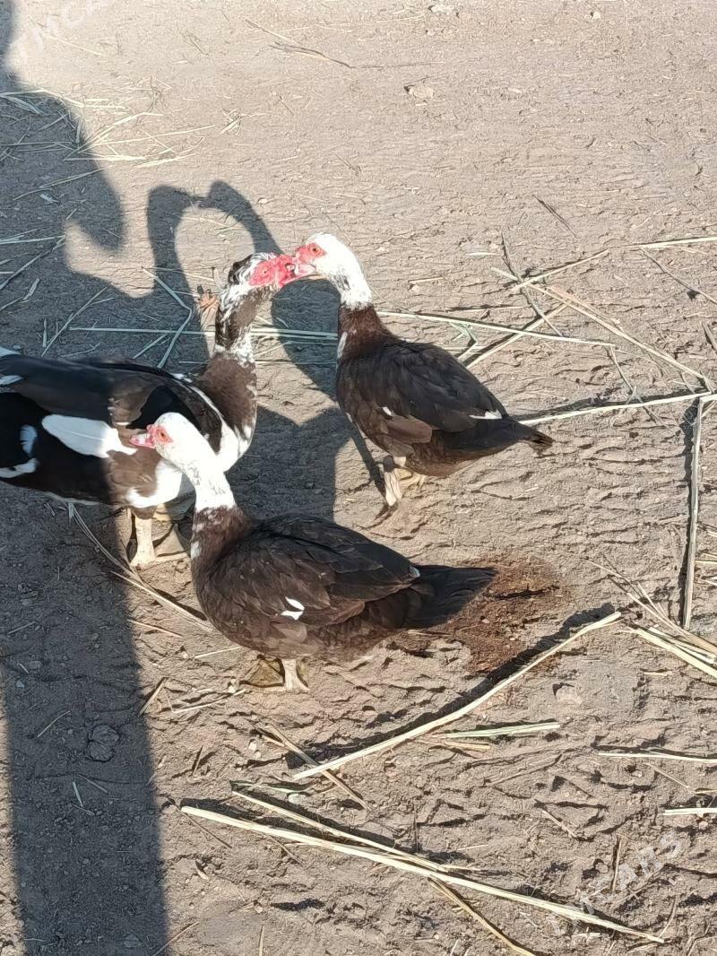 Indautga horaz - Murgap - img 5