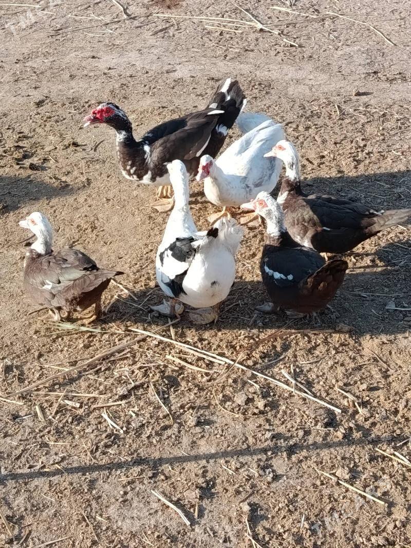 Indautga horaz - Murgap - img 2