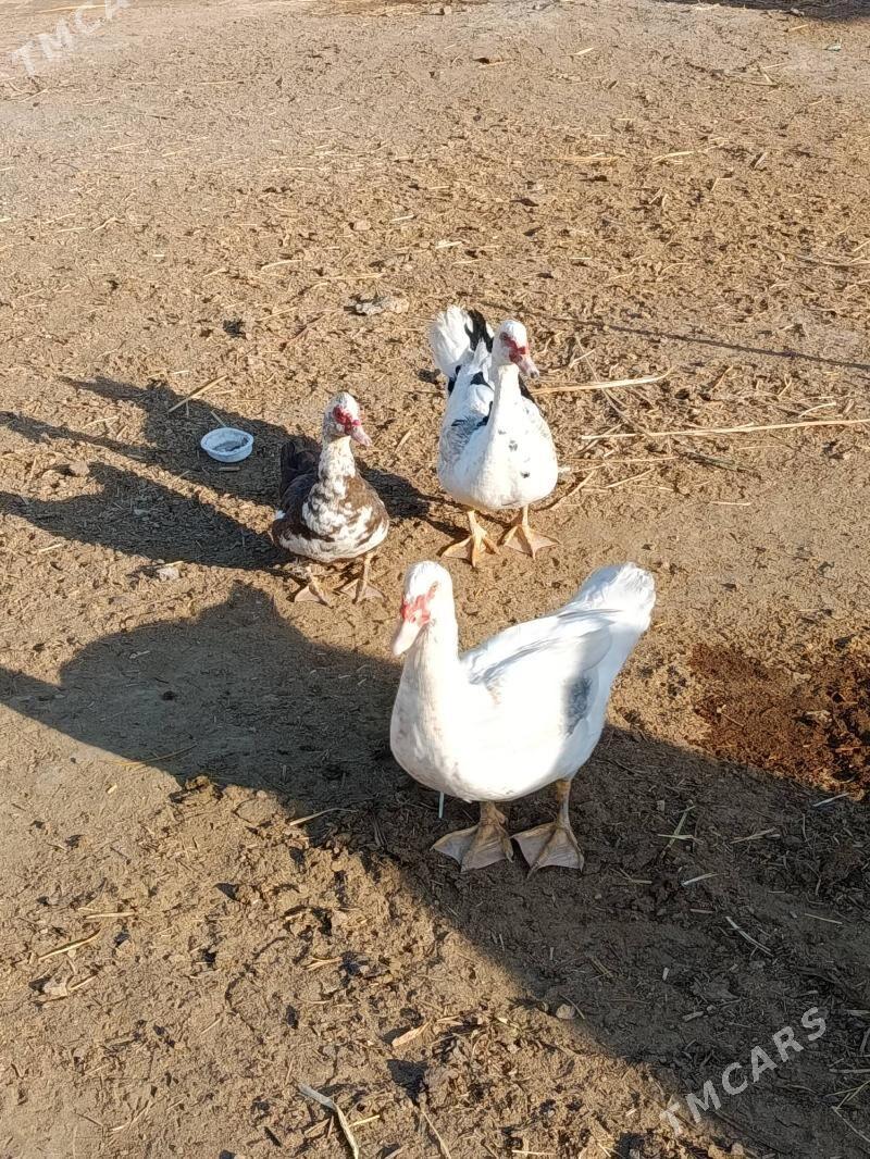 Indautga horaz - Murgap - img 6