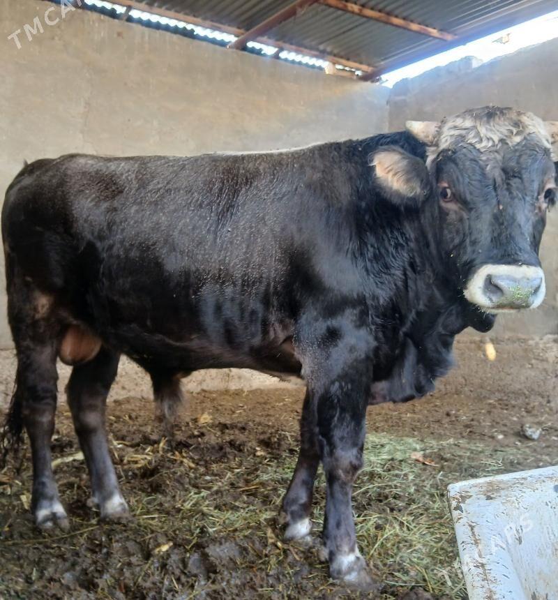 siwes okuz - Бузмеин - img 2