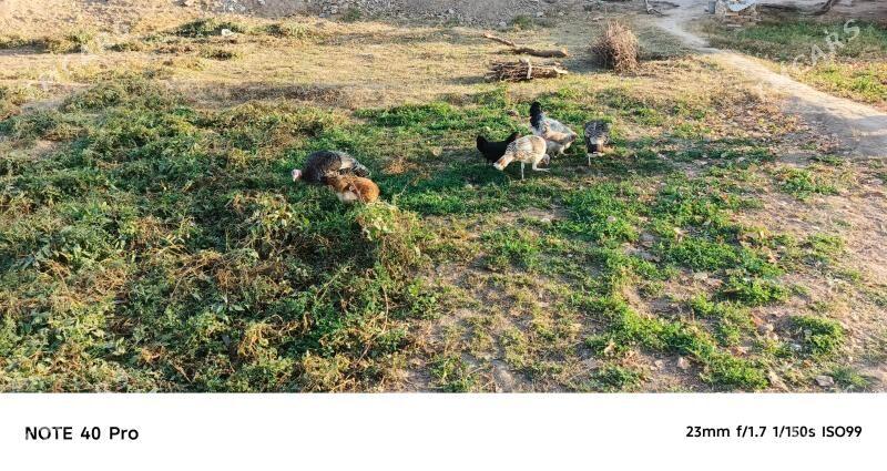 İnduk Towuk - Sakarçäge - img 3