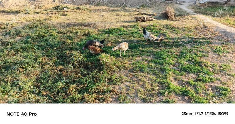 İnduk Towuk - Sakarçäge - img 2