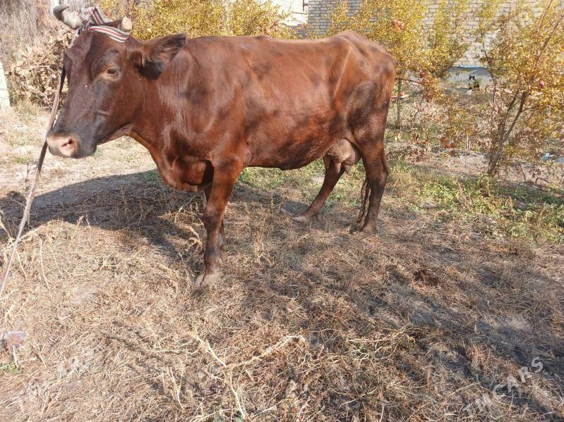 goleli sgyr - Farap - img 1