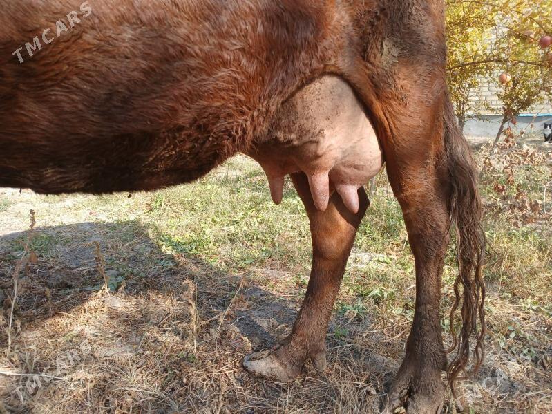 goleli sgyr - Farap - img 2