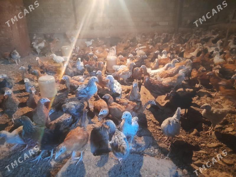 towuk jüje - Бабадайхан - img 3