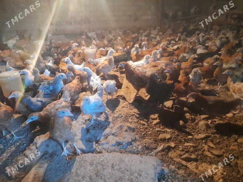 towuk jüje - Бабадайхан - img 2