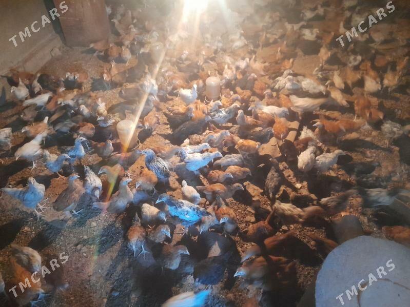 towuk jüje - Бабадайхан - img 4