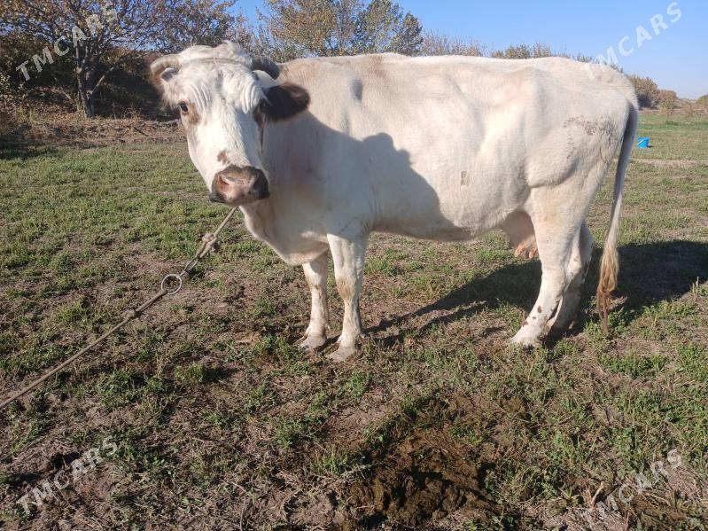 Yetik bogaz - Farap - img 2