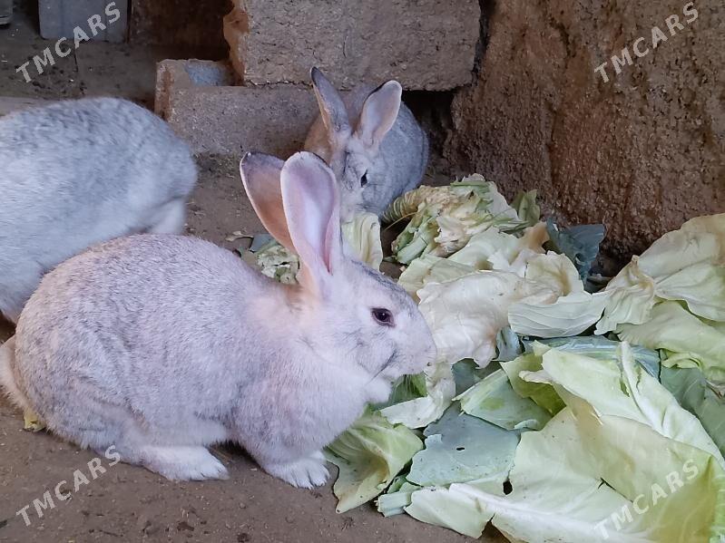 welikan in çagalary - Magtymguly - img 8