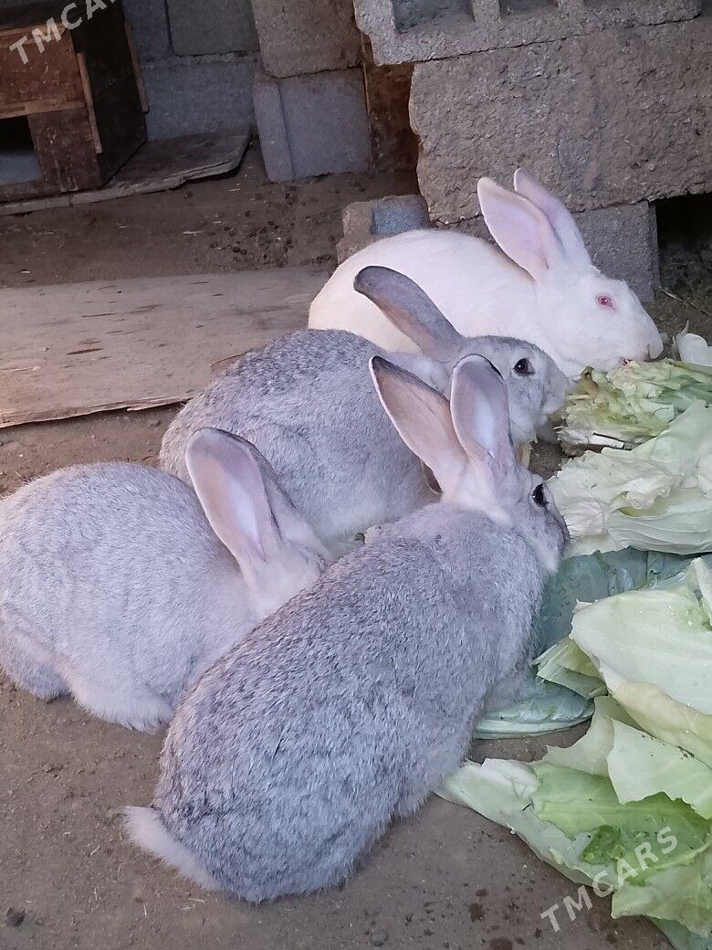 welikan in çagalary - Magtymguly - img 2