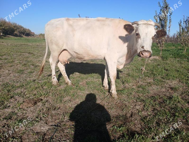 Yetik bogaz - Farap - img 1