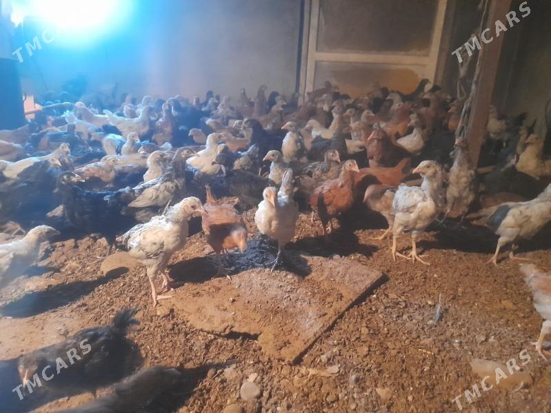 towuk jüje - Бабадайхан - img 1